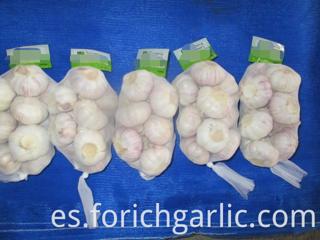 Normal Garlic 2019 Size 5 0